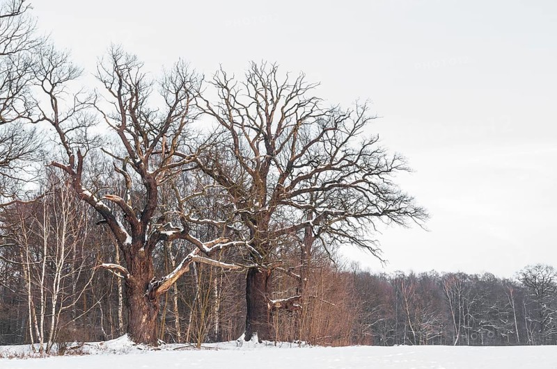 Old English oaks (Quercus robur) in winter
