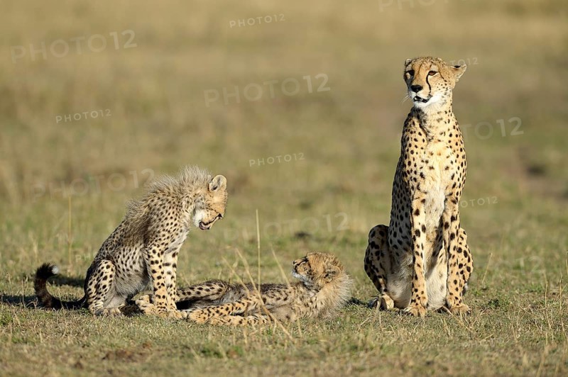 Cheetah (Acinonyx jubatus)