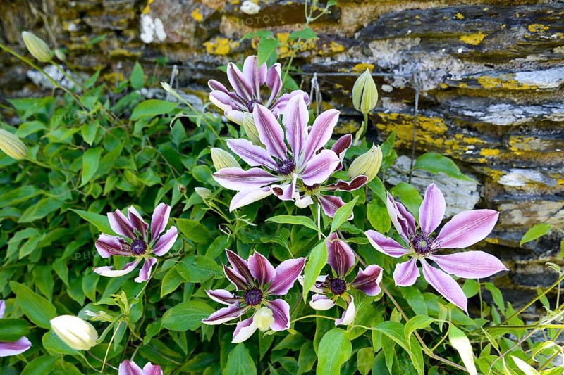 Purple clematis (Clematis)