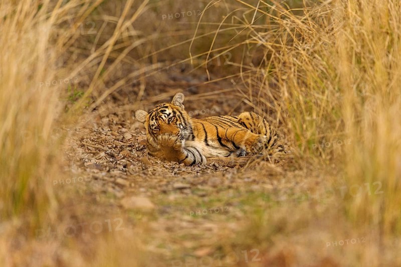 Sub-adult Bengal or Indian tiger (Panthera tigris tigris) resting on a grassy patch of ground