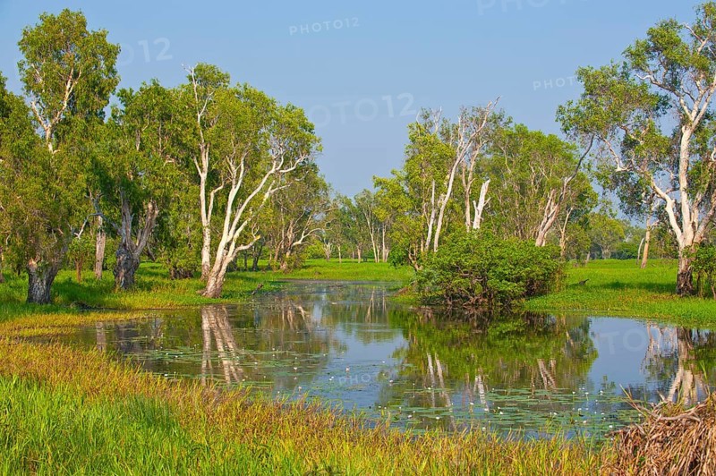 Trees along a river