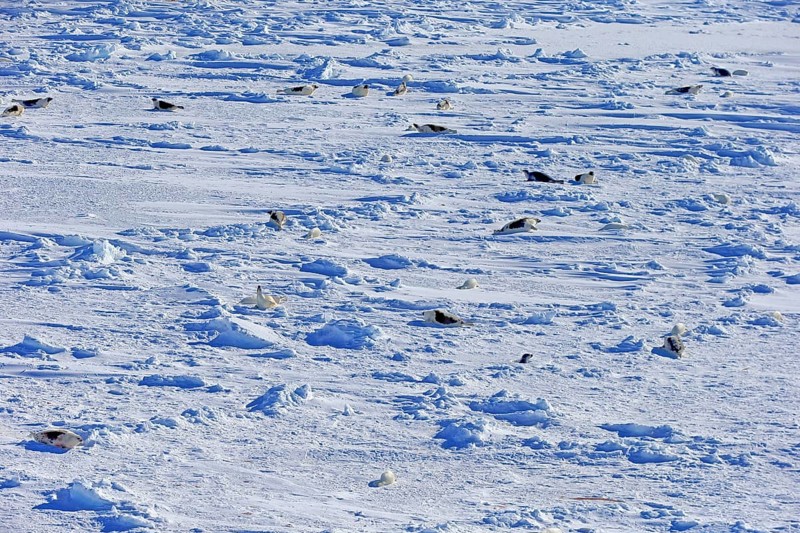 Harp Seals or Saddleback Seals (Pagophilus groenlandicus