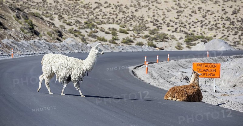 Llamas (Lama glama) on road