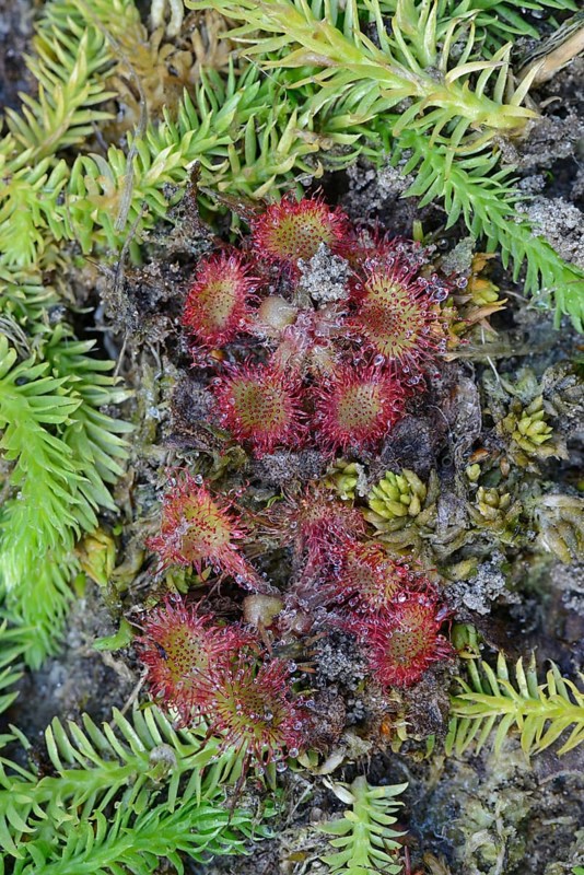 Bog Clubmoss (Lycopodiella inundata) and Round-leafed Sundew (Drosera rotundifolia)