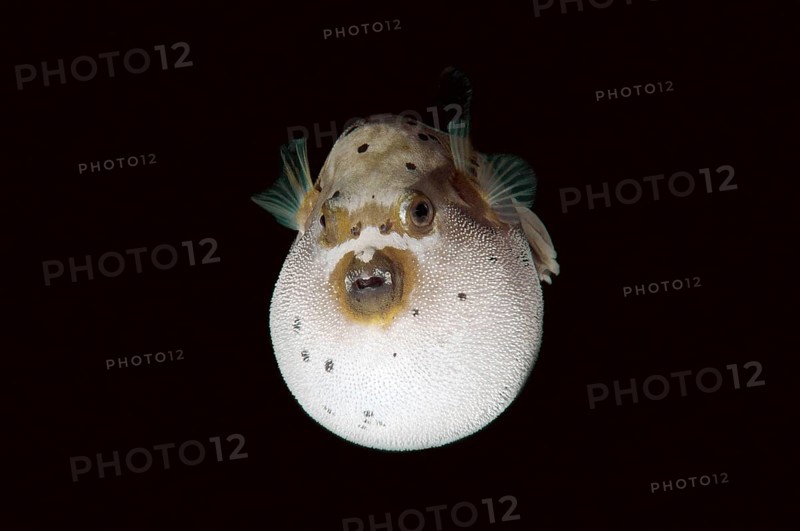 Blackspotted puffer or dog-faced puffer (Arothron nigropunctatus) Boholsee