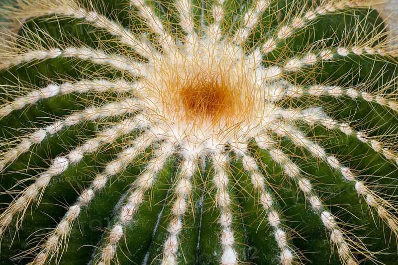Cacti (Parodia magnifica
