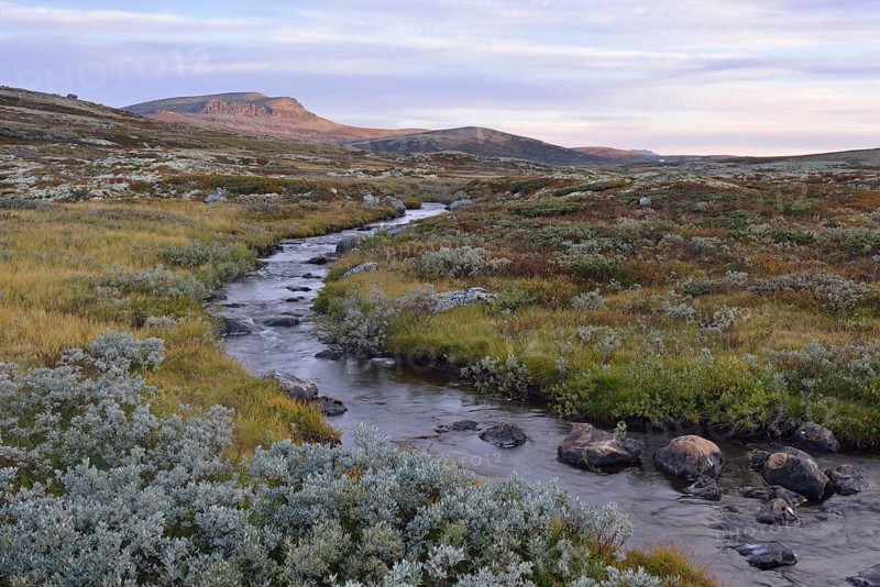 Mountain stream in the fjell landscape in autumn