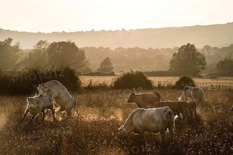 Charolais cattle in a pasture