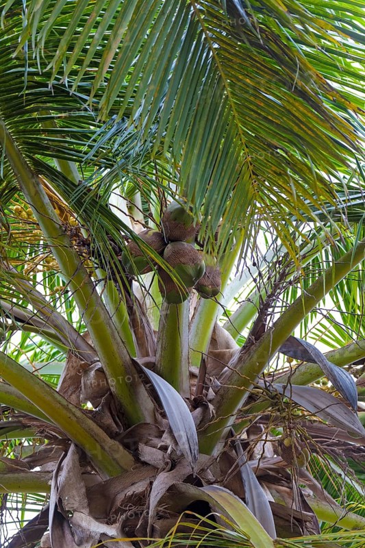 Coconut tree (Cocos nucifera)