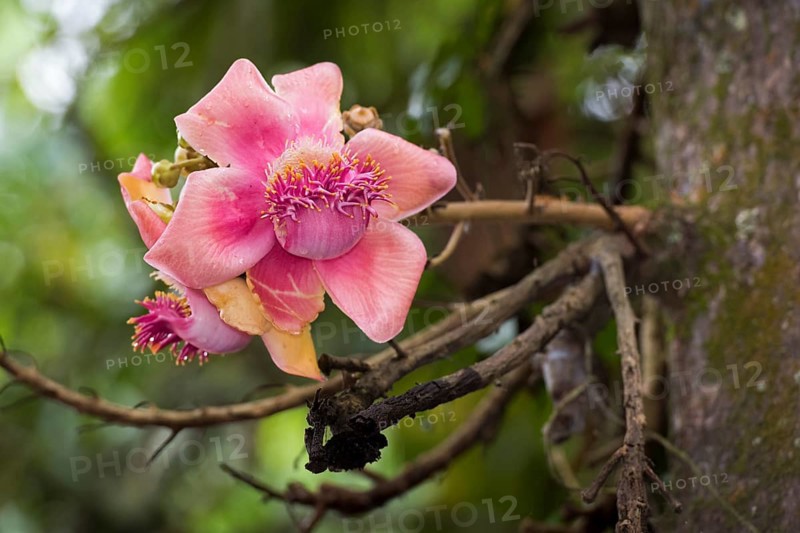 Blossom