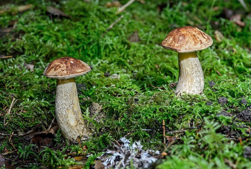 Birch Bolete (Leccinum scabrum)