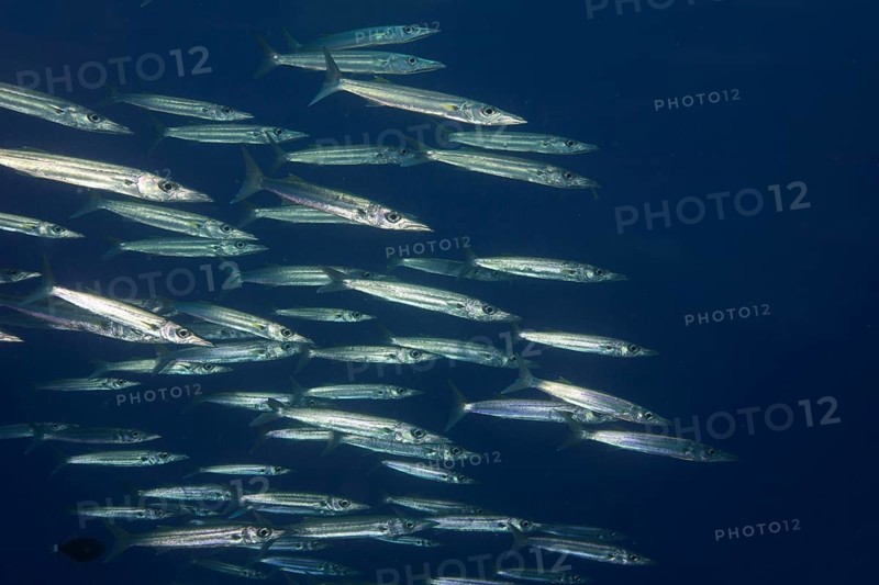School of Sharpfin Barracuda (Sphyraena helleri)