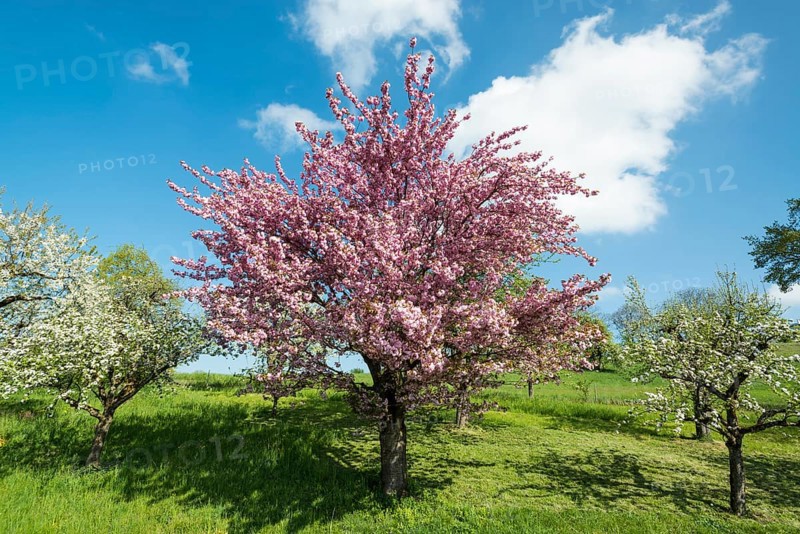 Blossoming fruit tree in spring