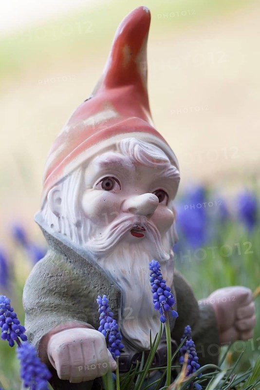 Garden gnome amongst grape hyacinths (Muscari botryoides)