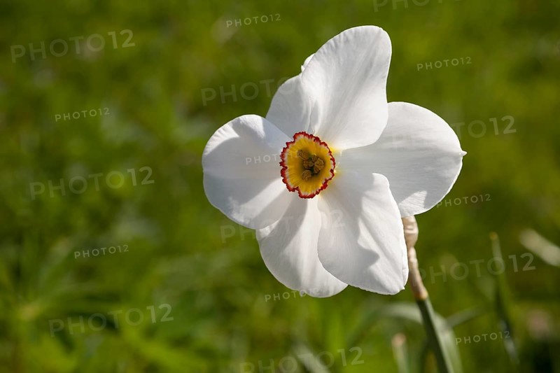 White Daffodil (Narcissus)