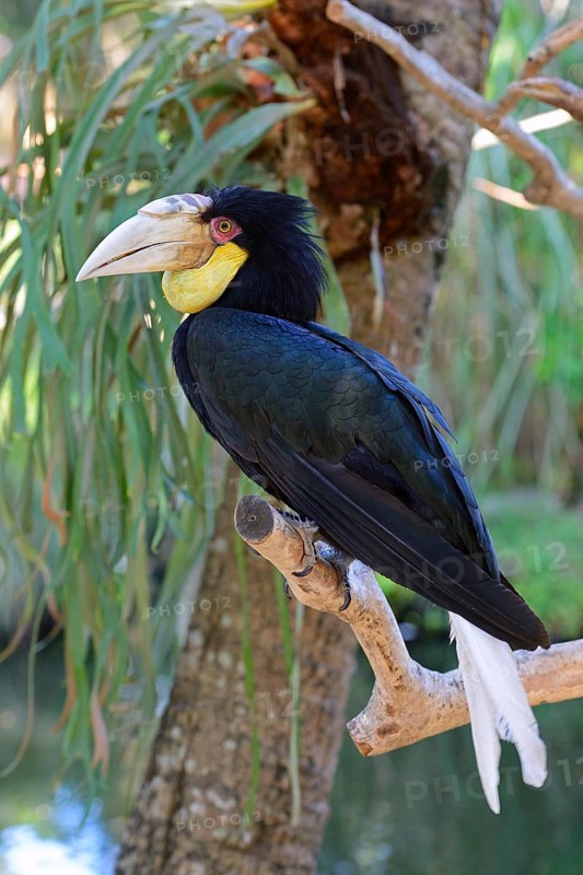 Wreathed hornbill (Aceros undulatus)