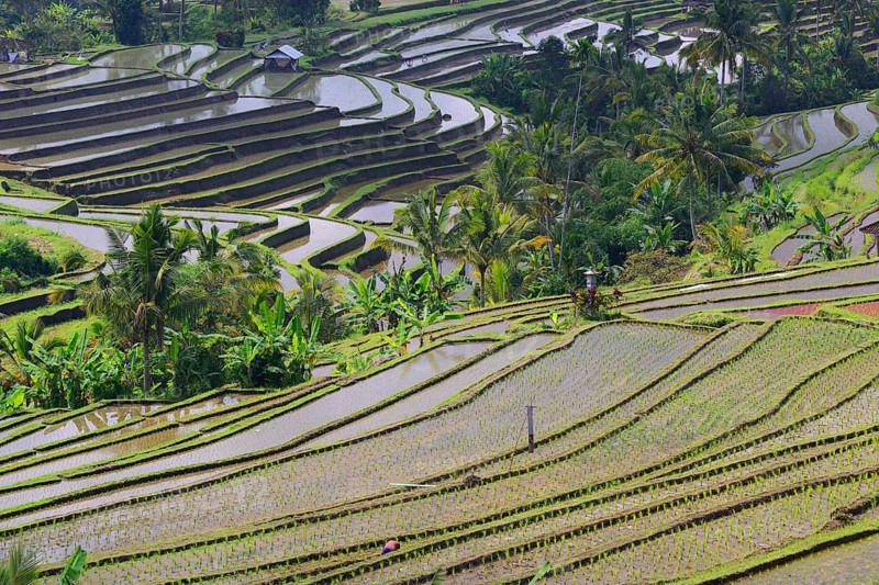 The famous rice terraces of Jatiluwih