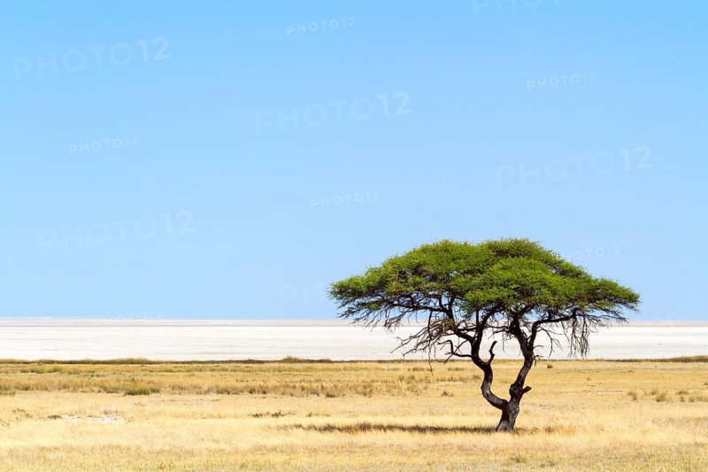 Umbrella Thorn acacia (Vachellia tortilis) in front of Etosha Pan