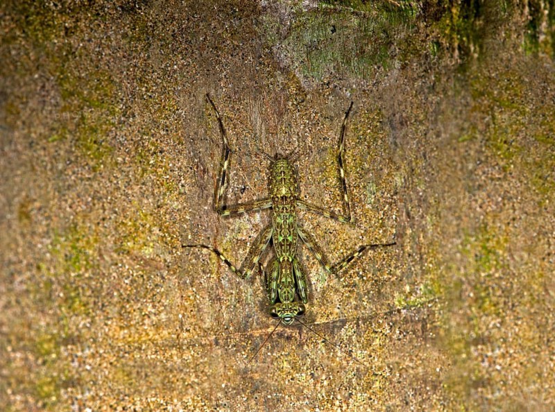 Mantis species (Liturgusa sp)