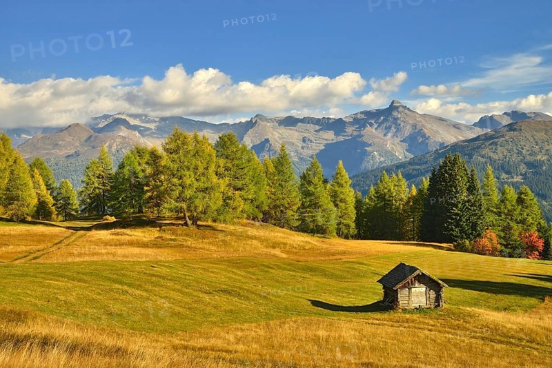 Cultural landscape with larch trees in autumn