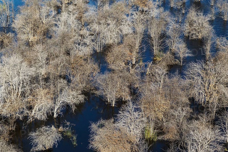 Dead Mopane trees (Colophospermum mopane) in a freshwater marsh