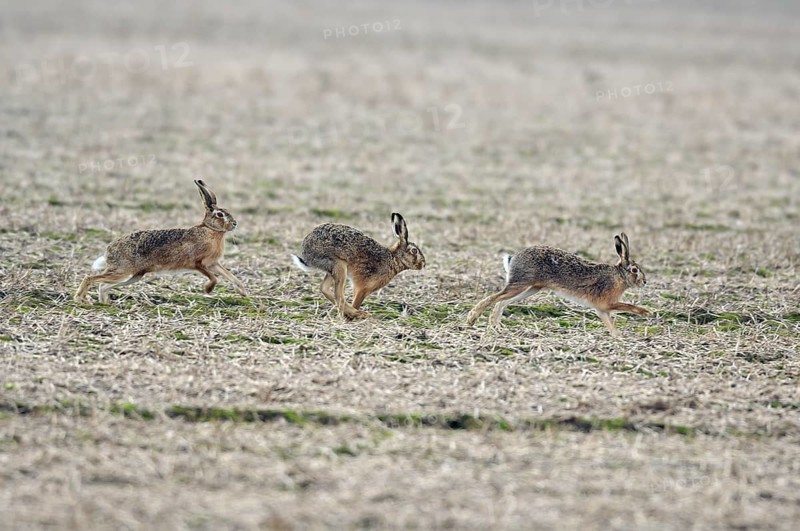 Three running hares (Lepus europaeus) in a field in the mating season