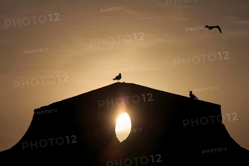 Yellow-legged Gulls (Larus michahellis) at the harbour wall at sunset