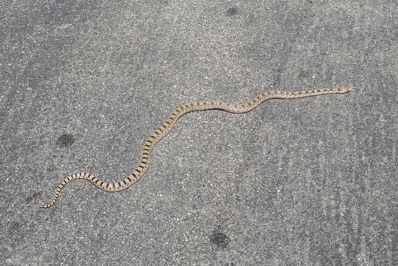 Great Basin Gopher Snake (Pituophis catenifer deserticola)
