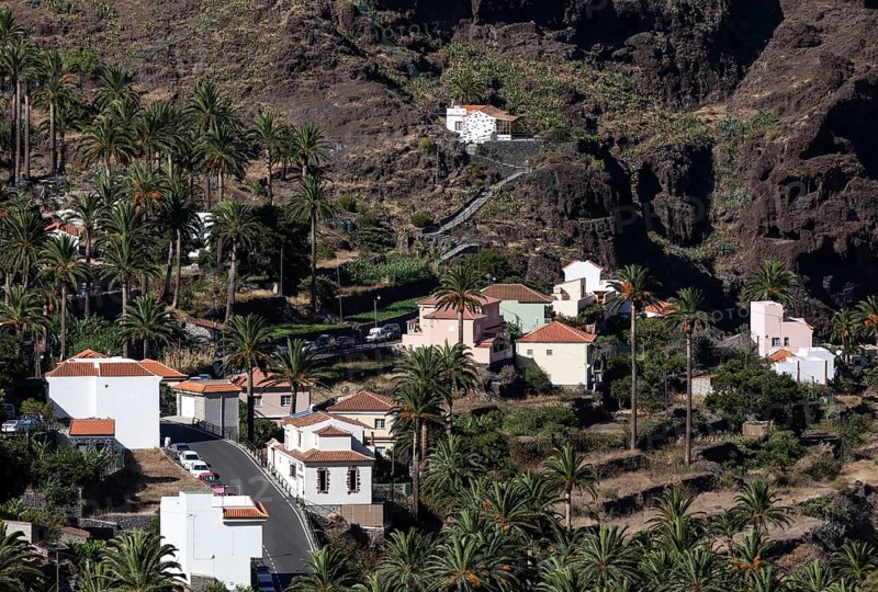 Canary Island Date Palms (Phoenix canariensis)