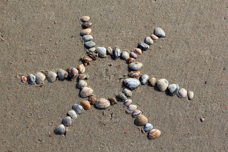 Cockles (Cerastoderma edule) arranged in the shape of a sun in the sand