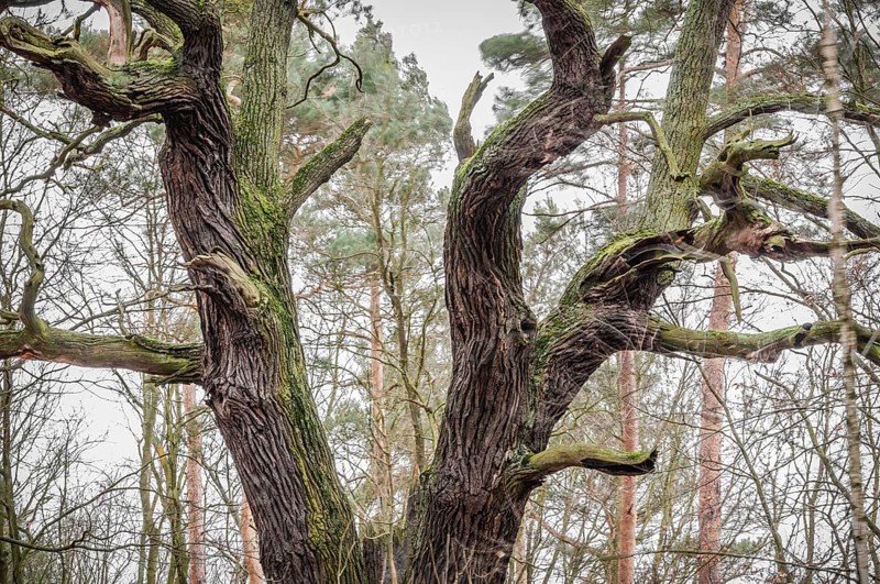 Old English oak (Quercus robur)