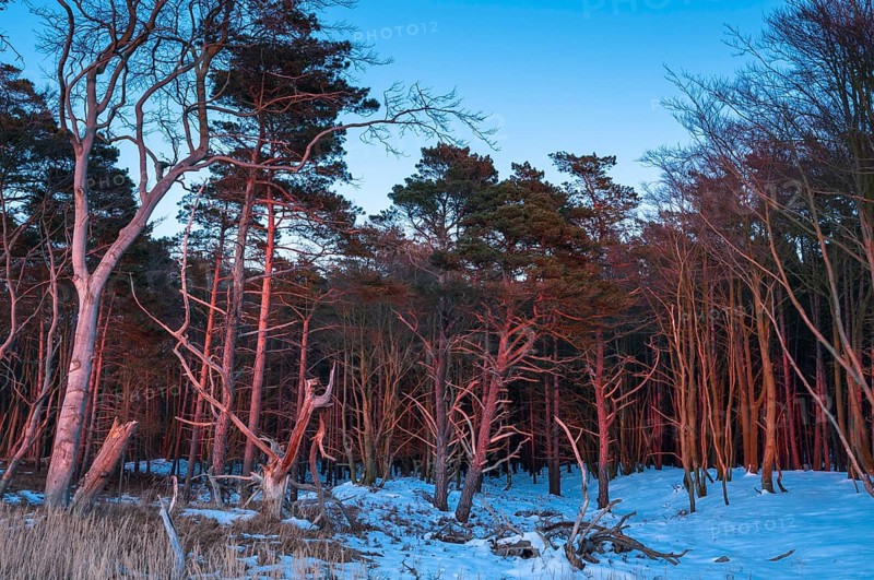 Darsswald wood in winter