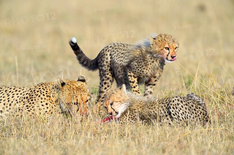 Cheetah (Acinonyx jubatus)
