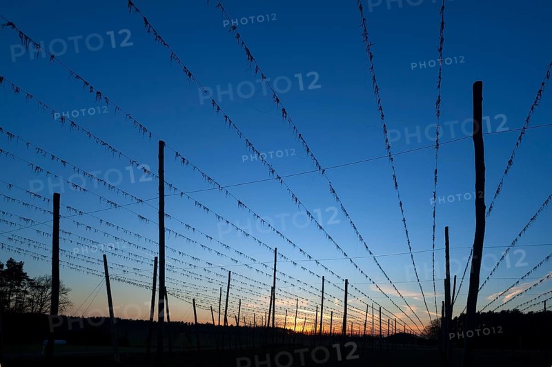 Silhouette of hop poles at dusk
