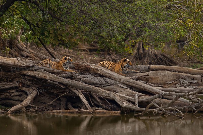 Young wild Bengal Tiger cubs (Panthera tigris tigris) lying on a fallen tree