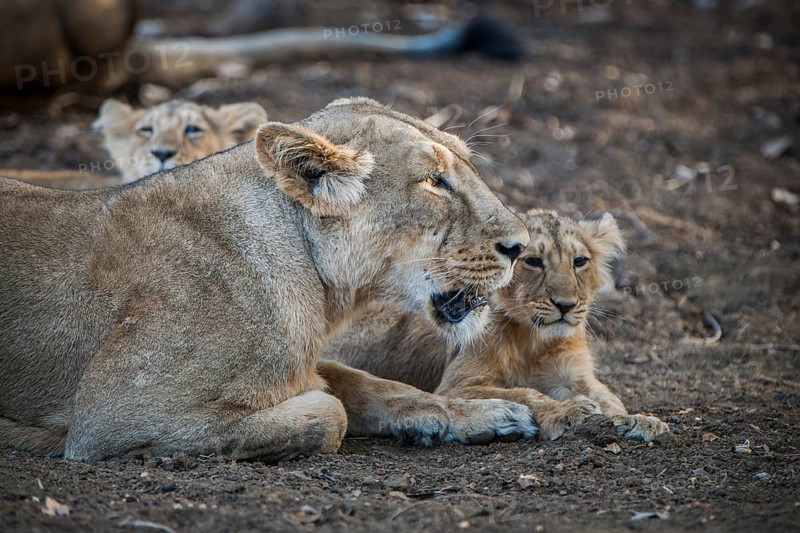 Asiatic lion (Panthera leo persica)