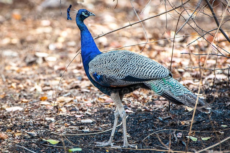 Indian Peafowl (Pavo cristatus)