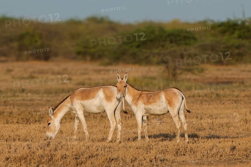 Onagers or Asiatic wild asses (Equus hemionus)