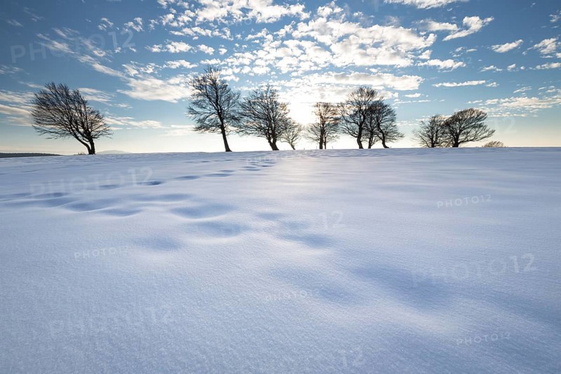 Afternoon with snow at the wind beeches on the Schauinsland