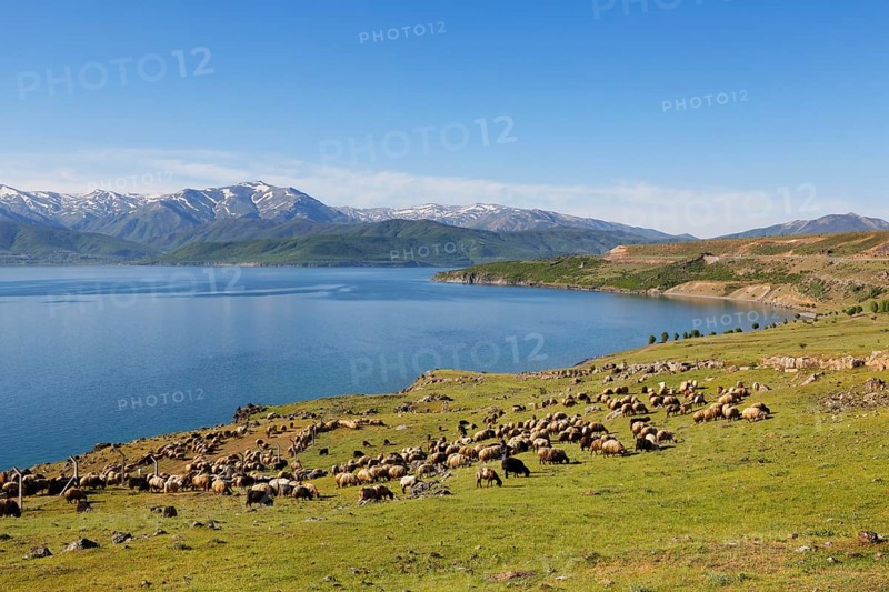 Flock of sheep at Lake Van or Van Golu near Tatvan