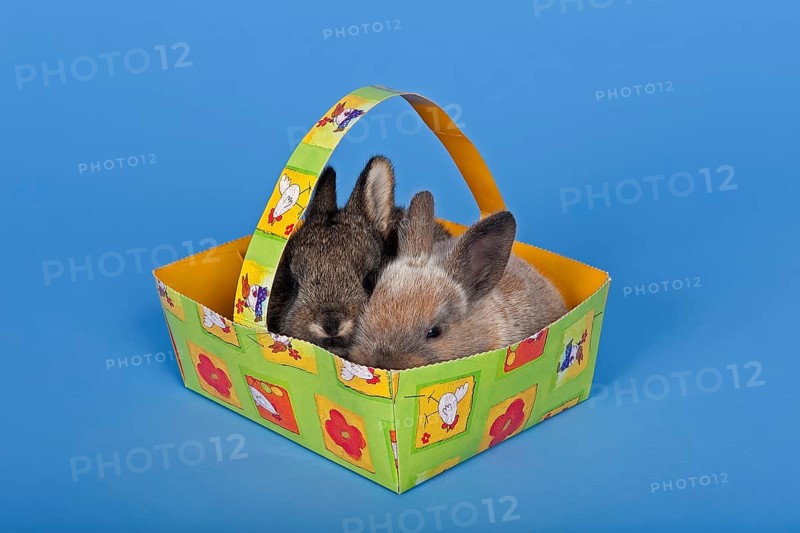 Two pet rabbits in an Easter basket