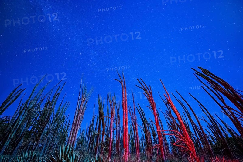Stars and the Milky Way behind Octopus Trees (Didierea madagascariensis)