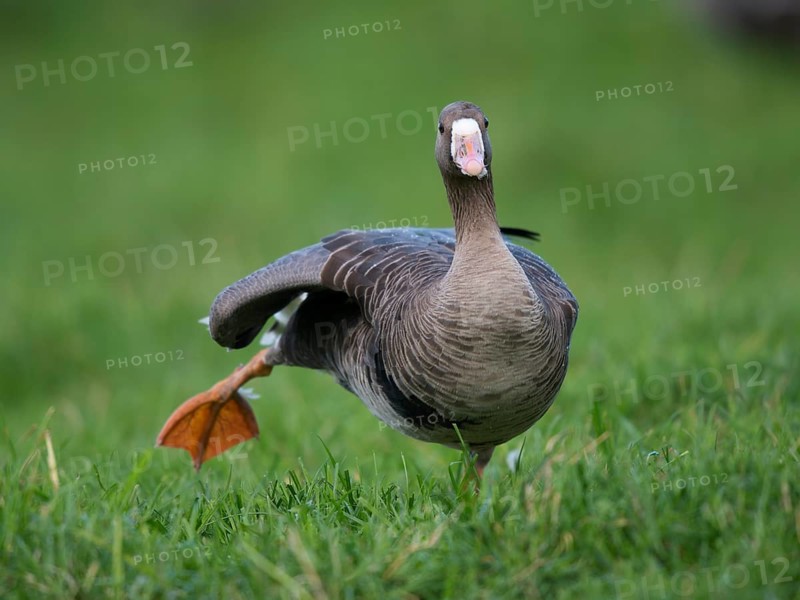 Greater white-fronted goose (Anser albifrons)
