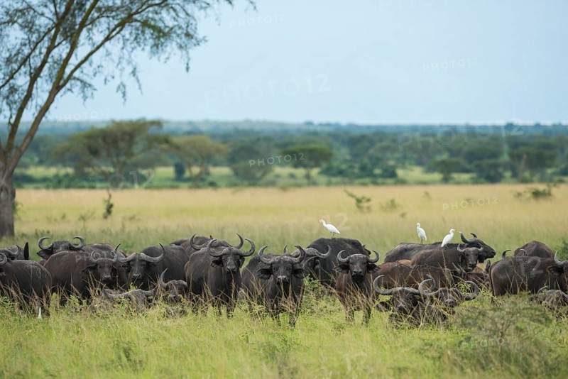 Cape Buffaloes (Syncerus caffer)