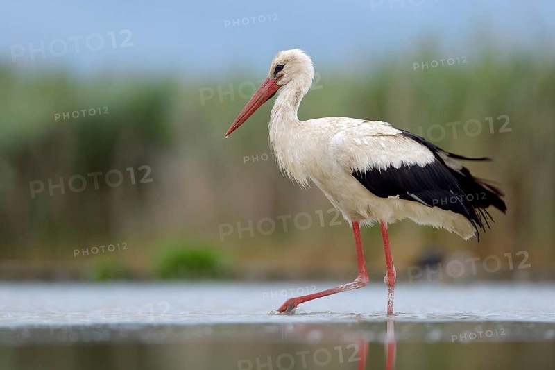 White Stork (Ciconia ciconia) foraging