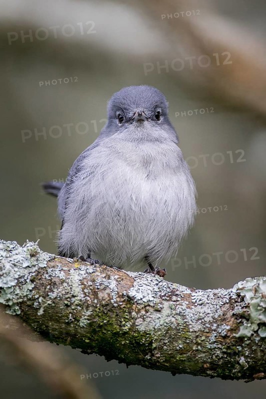 Grey-throated Tit-flycatcher (Myioparus griseigularis)
