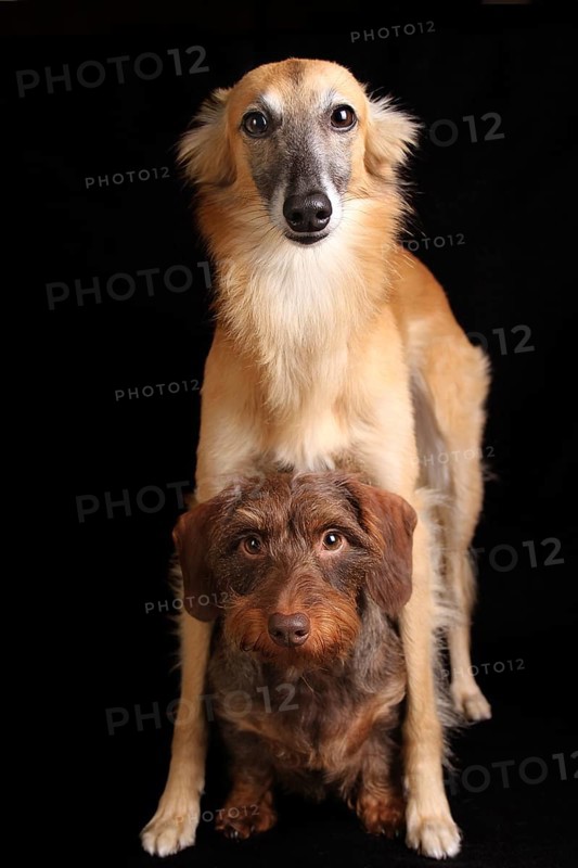 Silken Windsprite and Wire-haired Dachshund