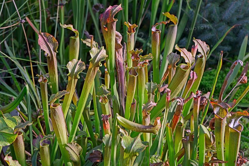 Sweet Pitcher Plant (Sarracenia rubra)
