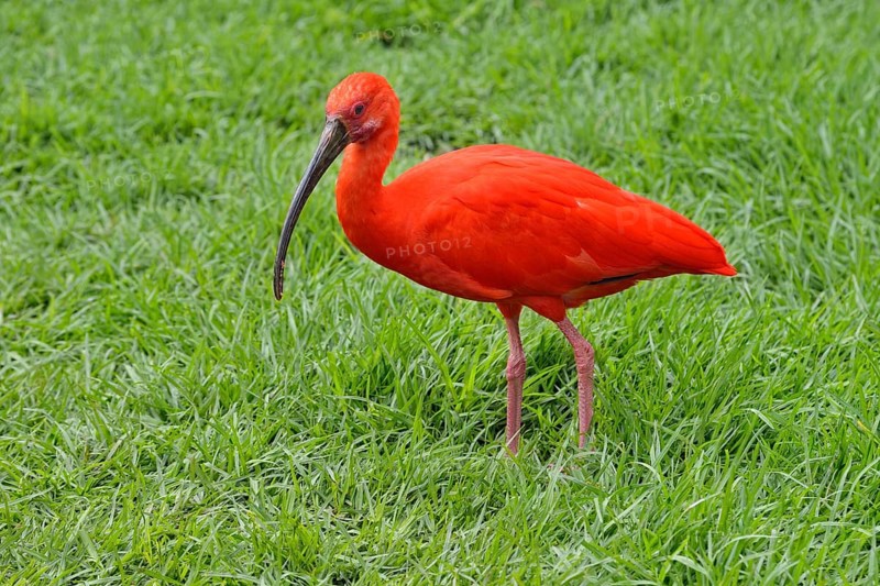 Scarlet Ibis (Eudocimus ruber)