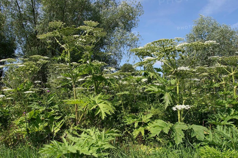 Giant Hogweed (Heracleum mantegazzianum
